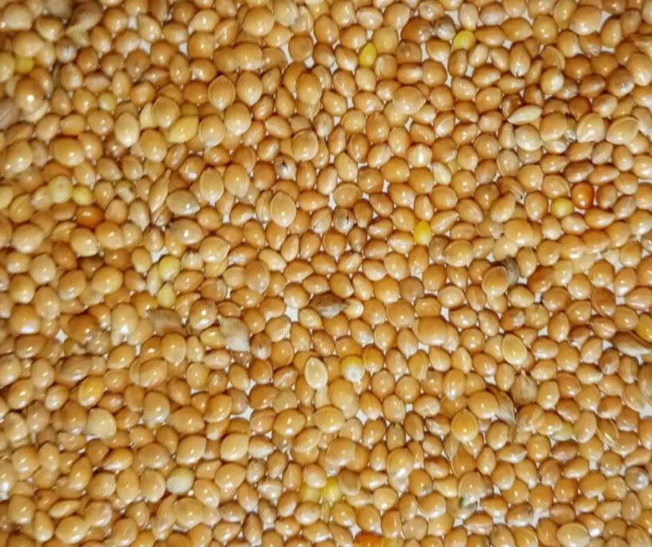 Yellow Millet